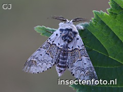 vlinder (3640*2730)